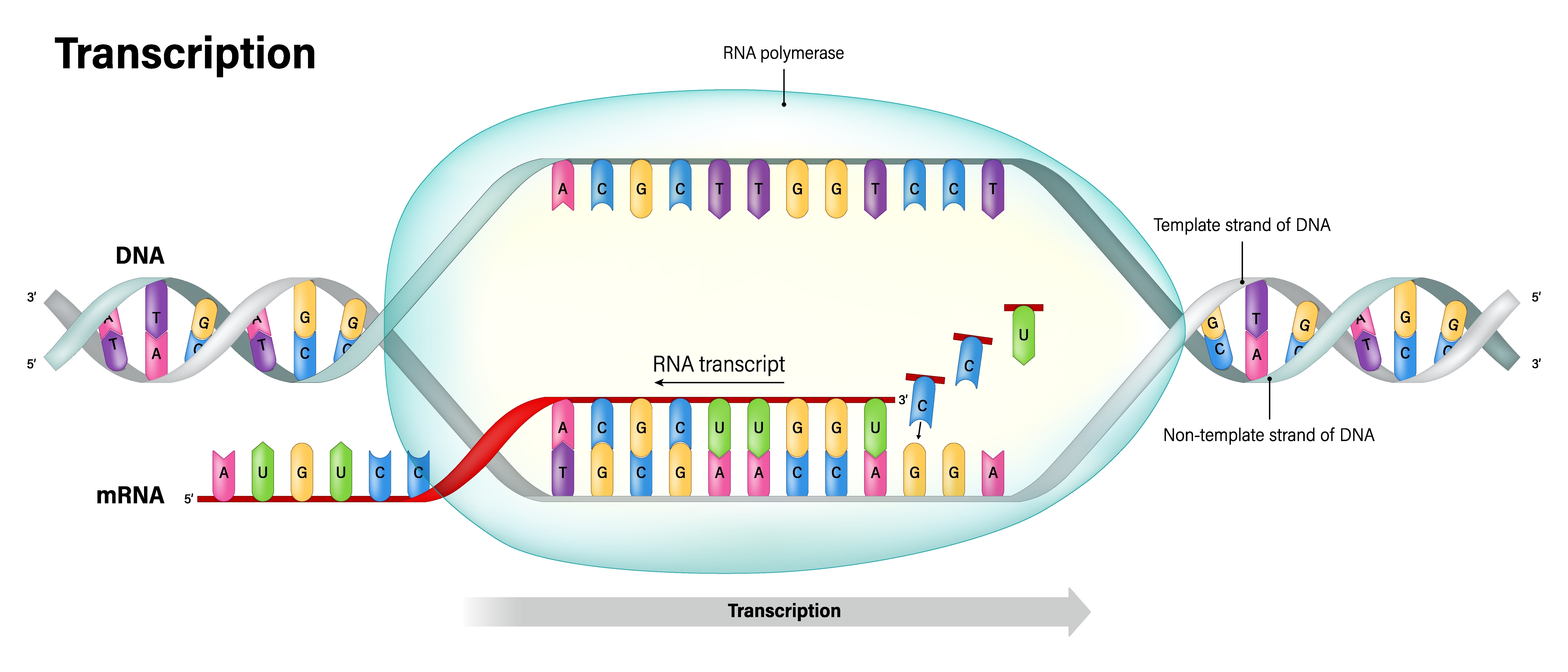Transcription.,Dna,Directed,Synthesis,Of,Rna.,Rna,Polymerase.,Template